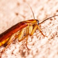 Bugs Begone! Keep Kitchen Pests Away with These Tips